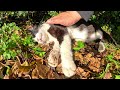 A panda-like cat sleeps while being massaged by a human