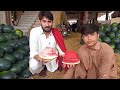 how to identify red and sweet watermelon  |surakh or methe tarbooz ki pehchan ka tareeqa