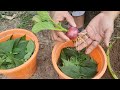 How To Grow Avocado With Red Onion | Technique Grafting Avocado With Onion