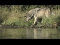 White Wolf -  The Revival of the Hayden Valley Pack | Part 2 |  Free Documentary Nature