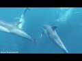 Planet Ocean 8K Ultra HD - Calm & Relaxing Coral Reef Aquarium - 8K Video