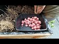 Potato Harvest 6 8 2023