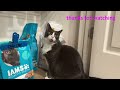 cat finds an open food bag