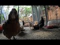 Backyard Chickens Continuous Long Coop Video Sounds Noises Hens Clucking Roosters Crowing!