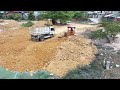Whole Project LandFill by Mini Dozers Push Soil Stone to Delete Lake and Truck 5Ton Unloading