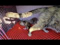 Cute kitten looking for Mother cat