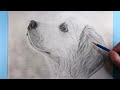 How to Draw A Dog - Golden Retriever |