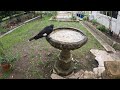 Currawongs fish for grapes while chatting