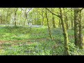 Woodland Ambience • Bird Singing in the Background • Relaxing Nature Sounds [BMA] 🐦🦜🦆🌳🌳