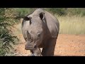 4K African Wildlife: Animal families - Relaxing Movie Beautiful Scenery With Relaxing, Healing Music