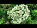 Green Planet | Happy, Vibrant, and Chill-out Music