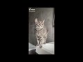 Funniest Cat Videos in The World😹Funny Cat Videos Compilation😺 Funny Cat Videos Try Not To Laugh #78