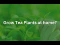Grow Tea Plants at home?
