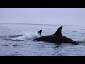 Orcas of San Diego