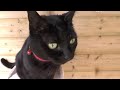 Catflaps and Caturdays! #catlover #catvideos #ragdolls #fluffycats #blackcat