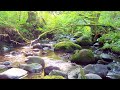 Forest Stream - 10 Hours of Natural Soundtrack for Sleep, Study, and Relaxation #whitenoise #nature