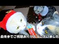 🎄MERRY CHRISTMAS🎄2023💛💛ジジ、メイ、ハルとクリスマスパーティをしたよ💛💛 ＠ねこねこ