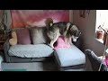 Husky Takes It Out On His Bed When I Don’t Tidy His Pillows!