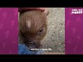 This Pig Makes The Funniest Noise When His Foster Stops Kissing Him | The Dodo Little But Fierce