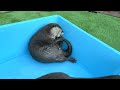 A Meticulous Otter Brushing His Teeth by Himself [Otter Life Day 894]