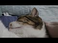 Relaxed Happy Purring Cat getting petted