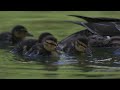 ducklings in water - OM-1 + 300 F4 Pro