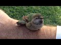 Watch the look in its eyes at the end. Hummingbird rescue