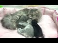 Adopted kitten meows loudly for mama cat after getting lost