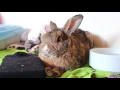 10 Signs that Your Rabbit is Sick