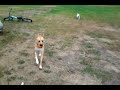 Ned plays fetch with Lola