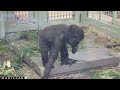 A Hungry Silverback Gorilla Gets Mad | Kyoto Zoo