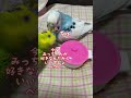 お鍋の蓋を開けてご飯が食べられるかのフォージングをやってみたらこうなりました😆　#インコ