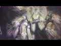 Adult Female Stromatopelma Calceatum 🕷Large Winged Locust Feeding.