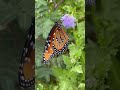 Backyard Bugs on Location - Morning Monarchs at DBG