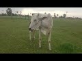 feeding cows