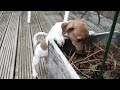 Jack Russell Puppy Compilation | He's just far too cute and HILARIOUS!