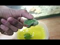 Finally Turtles are here| unboxing of Red-eared slider baby turtles