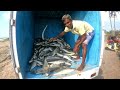 Unbelievable 2000Kg Queen fishes Caught In Seine Net | You Won't Believe How We Caught This