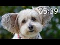 CUTE DOGS 20 MINUTE TIMER