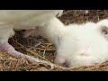 How Royal Albatross Couples Share Their Parental Duties | Into The Wild New Zealand | Smithsonian