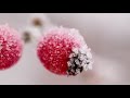 Winter Macro Photography with the Tamron 90mm f2.8