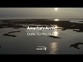 King Eider Ducks in America's Arctic