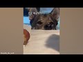 Doggos and their life adventures  -  Funny Dogs Video