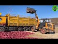 The Most Modern Agriculture Machines That Are At Another Level, How To Harvest Sweet Potatos In Farm