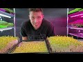 Can Paper Towels Grow Microgreens Successfully? | Coco Coir vs Paper Towel