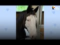 Horse Hates It When His Mom Is On Her Phone | The Dodo Soulmates