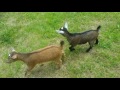 Goats playing follow the leader.