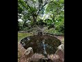 McBryde & Allerton Gardens, National Tropical Botanical Garden 🪴Koloa, Hawaii