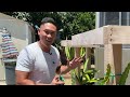 How To Trim Newly Planted Dragon Fruit Cuttings In Different Stages! Gardening Tips