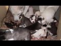 Huskies Day 19